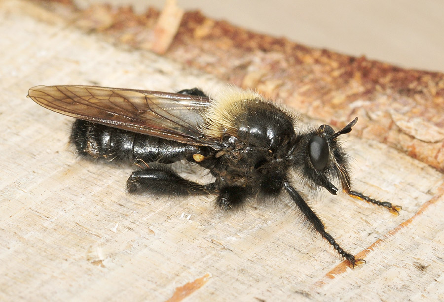 Laphria ephippium (Asilidae)